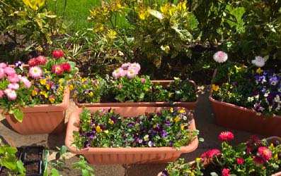 Our Garden