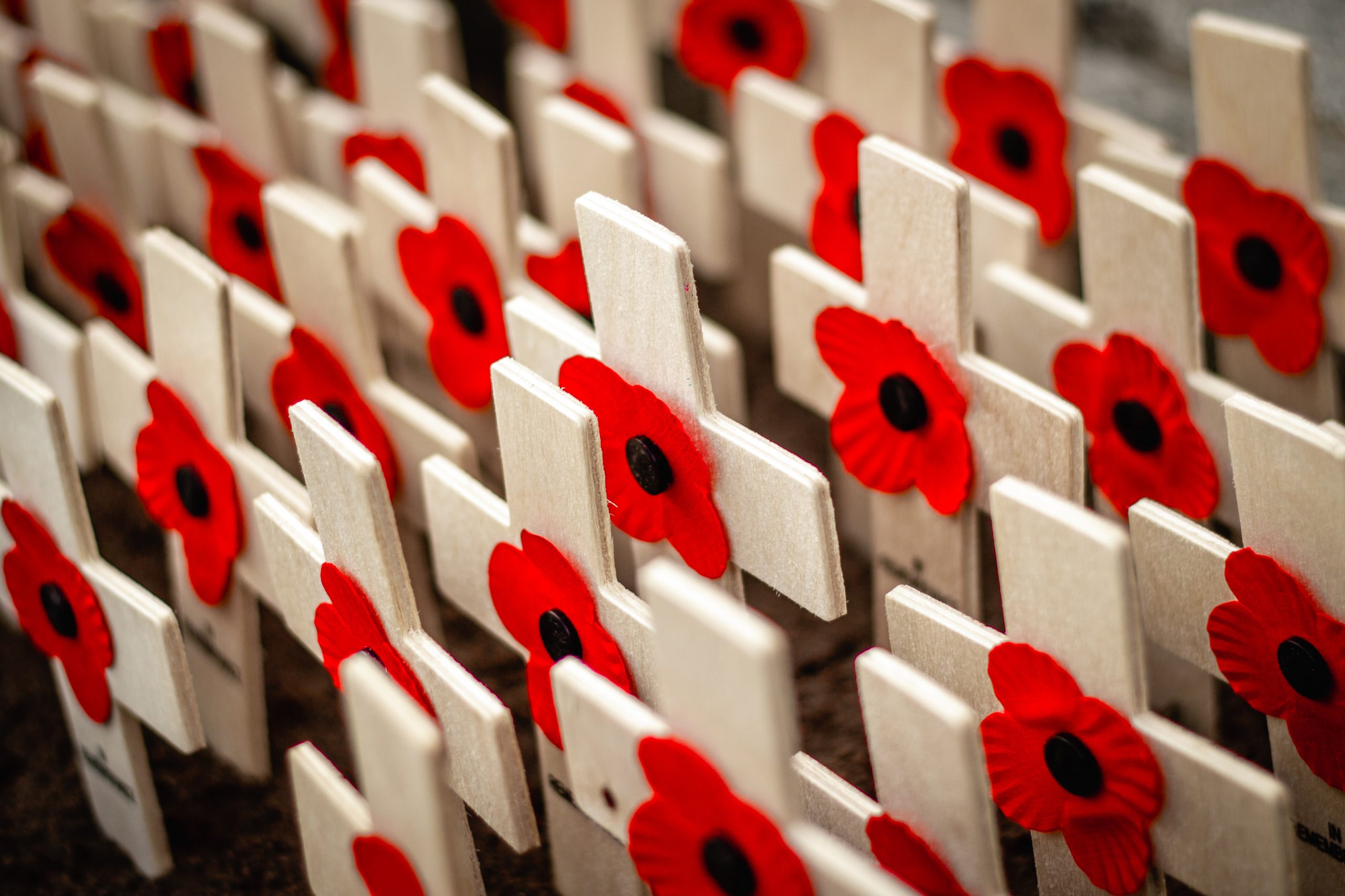 Crosses with poppies on for Remembrance Day