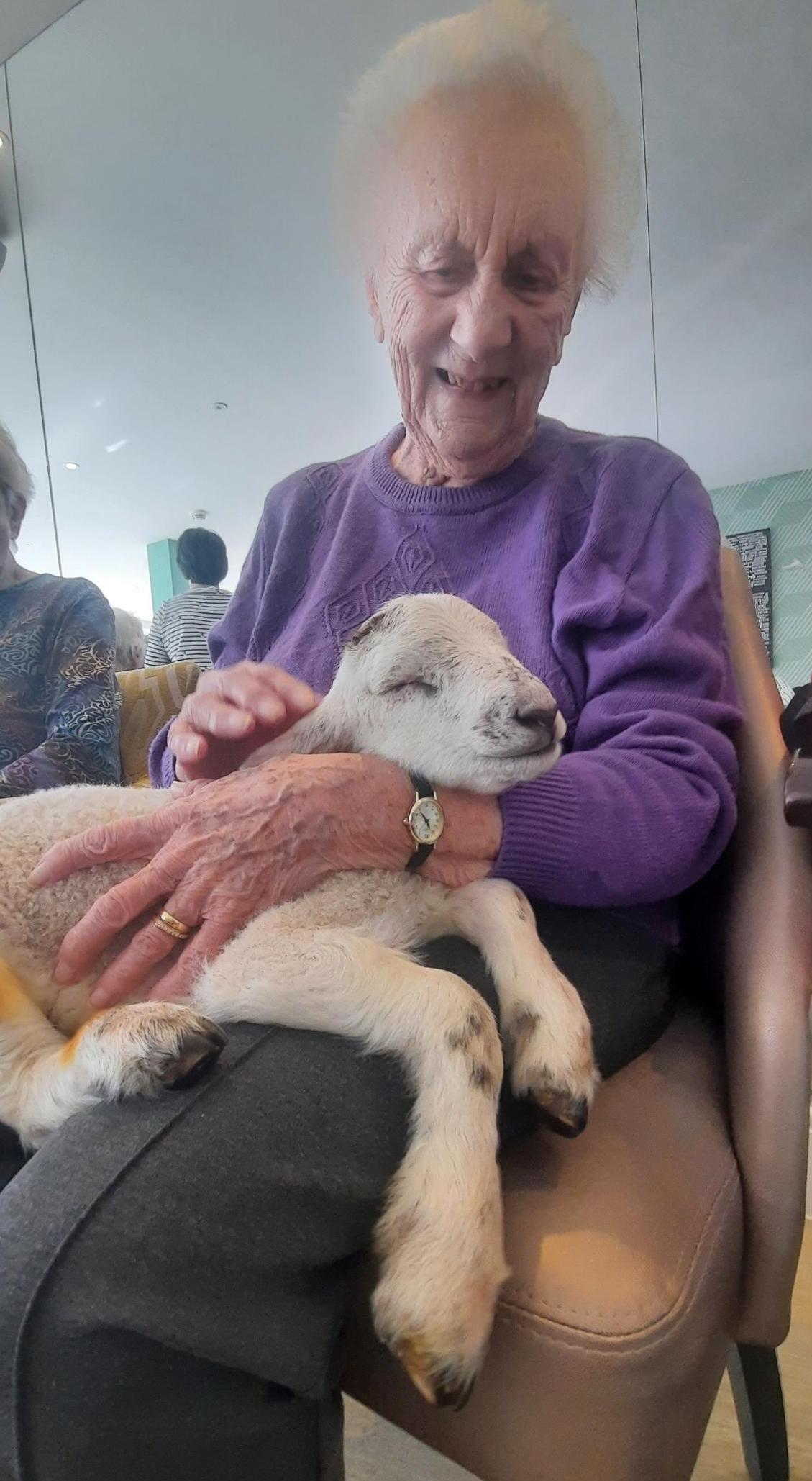 baby lamb sat in one of our residents' laps