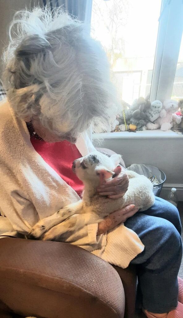 baby lamb sat in one of our residents' laps