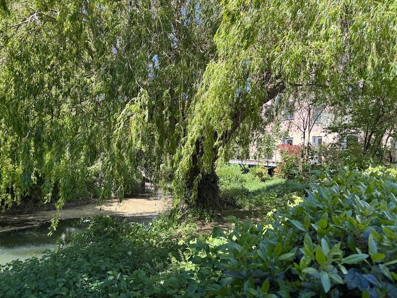a photo of the garden at The Amwell Care Home with a big tree and water area